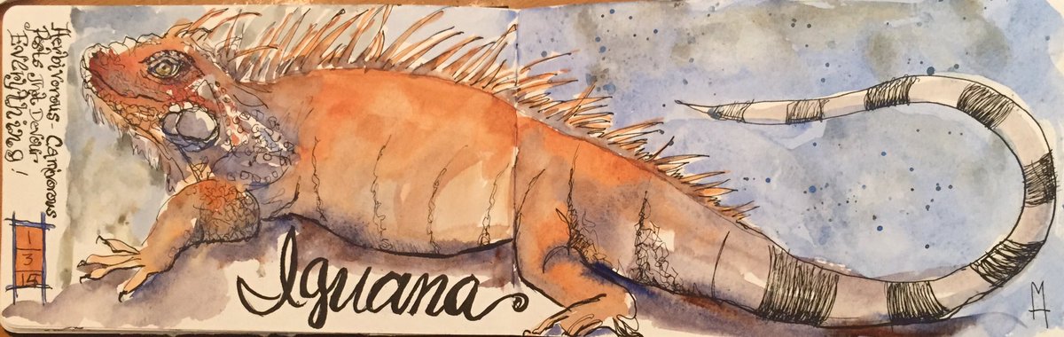 <b>Iguana</b>